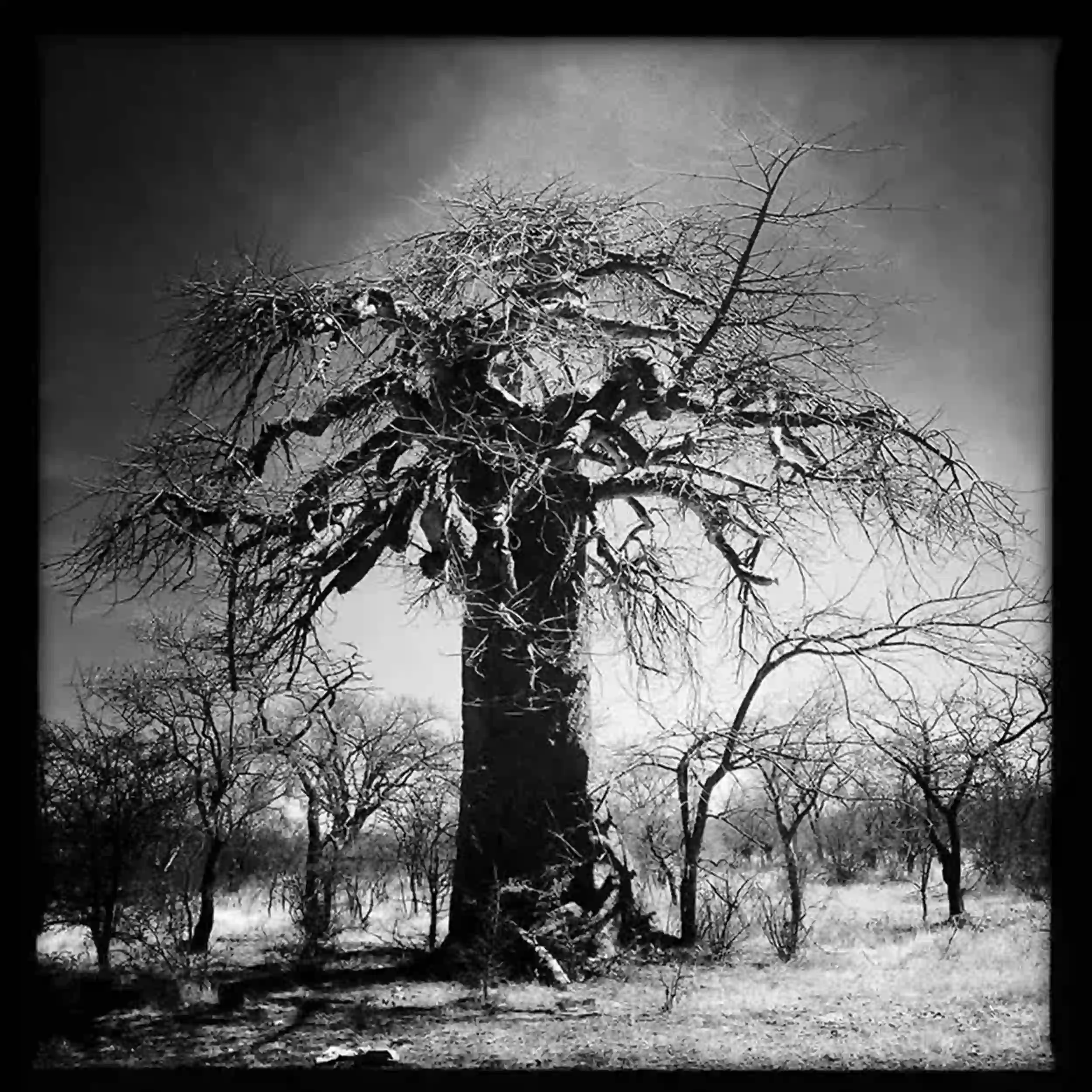 Baobab