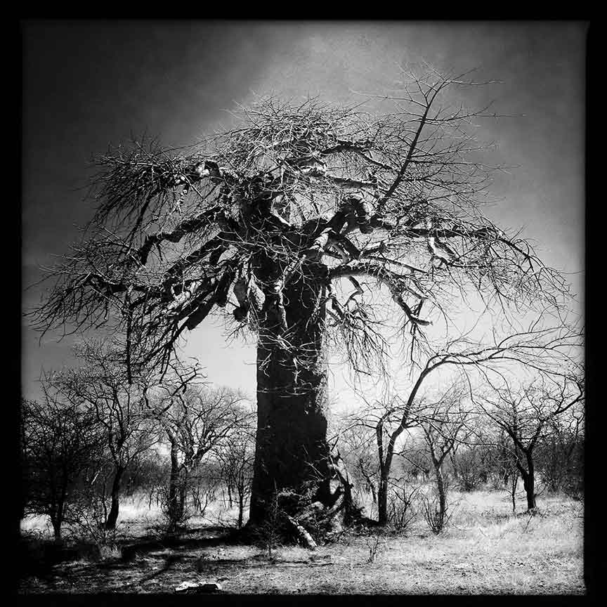 © Annelize Bester: Black-and-white photograph of a baobab tree in Botswana 2007